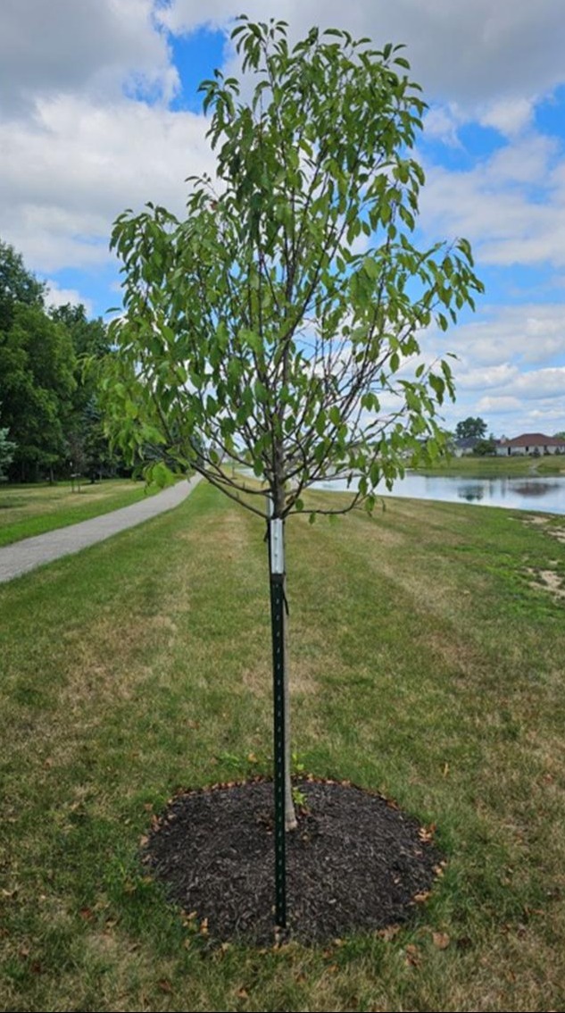 Various improvements to community park for a more inviting and safe space for area children to play and grow