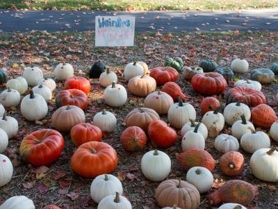 A group of "weird" pumpkins on sale